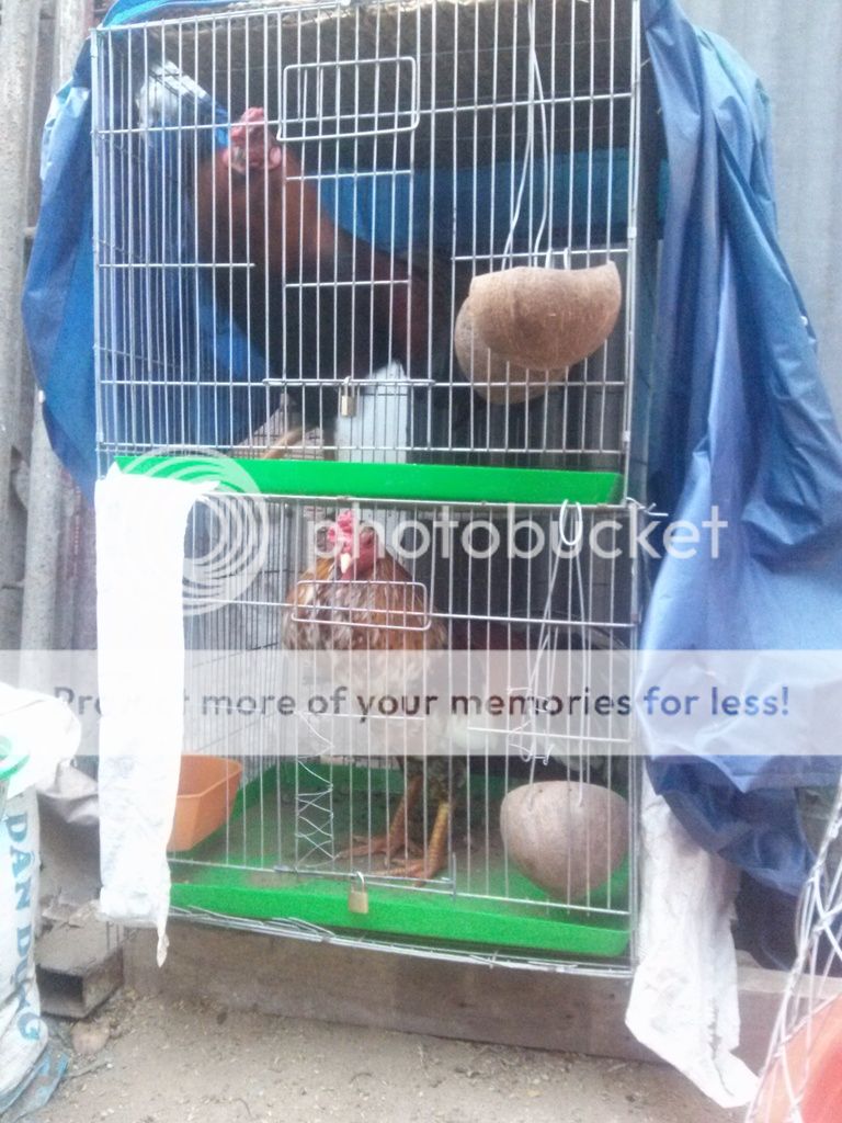 Gà Lông Bông Tơ Chơi Lễ - 3