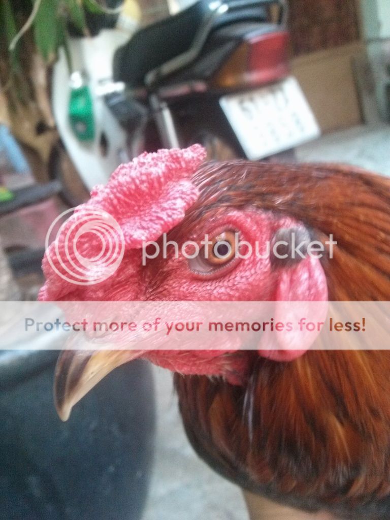 Gà Lông Bông Tơ Chơi Lễ - 1