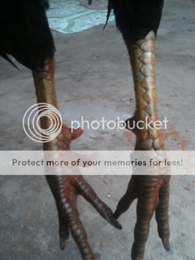 Gà Lông Bông Tơ Chơi Lễ - 2