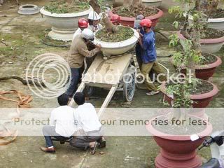 Chuyển mai về Đại Lộc