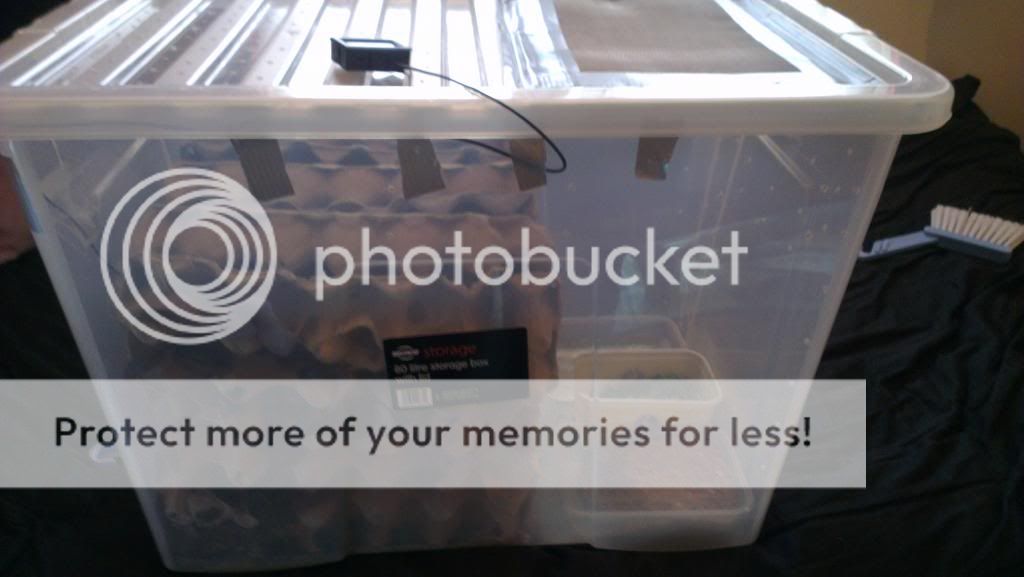 SW England Large Dubia Roach Setup Reptile Forums