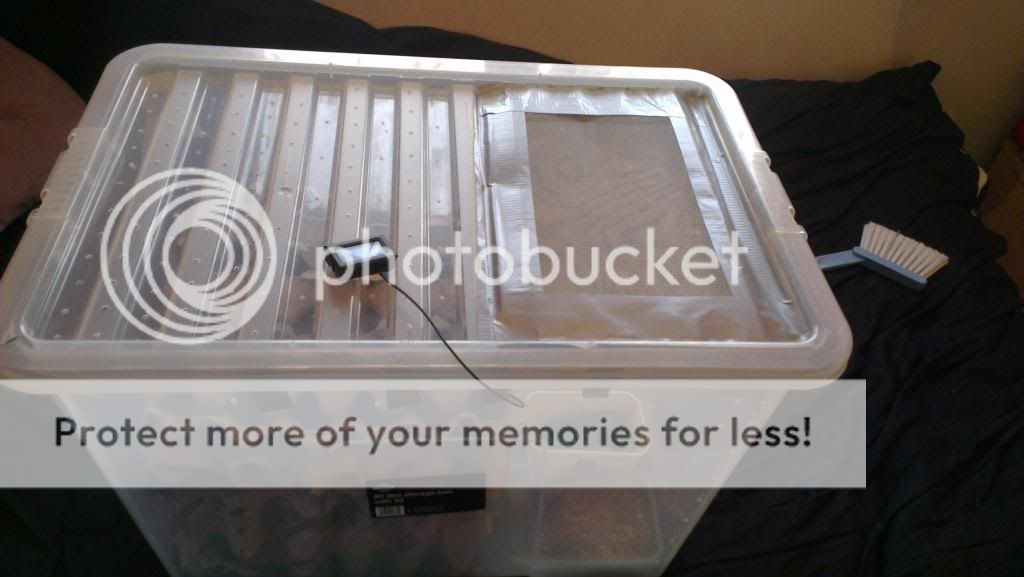 SW England Large Dubia Roach Setup Reptile Forums