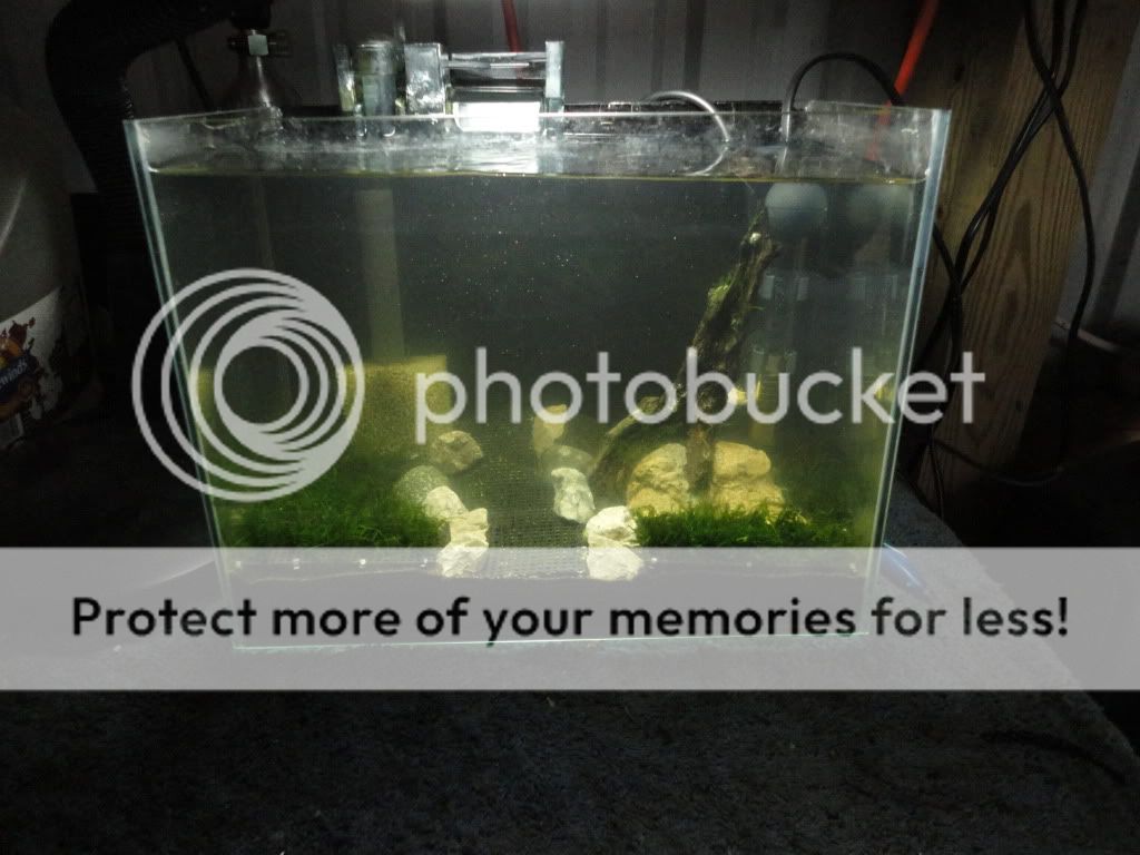 DIY Moss Wall Aquarium Forum