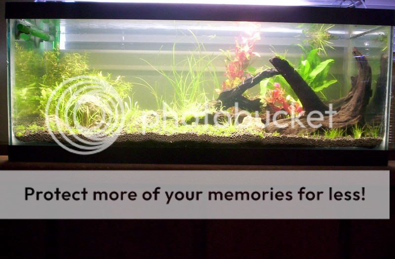 100 0160 - FW Tanks!!!